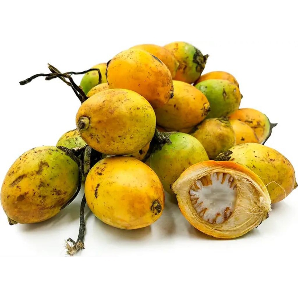 

Pinang Tua Asli 1kg – Buah Pinang Tua Herbal, Cocok untuk Ramuan & Jamu