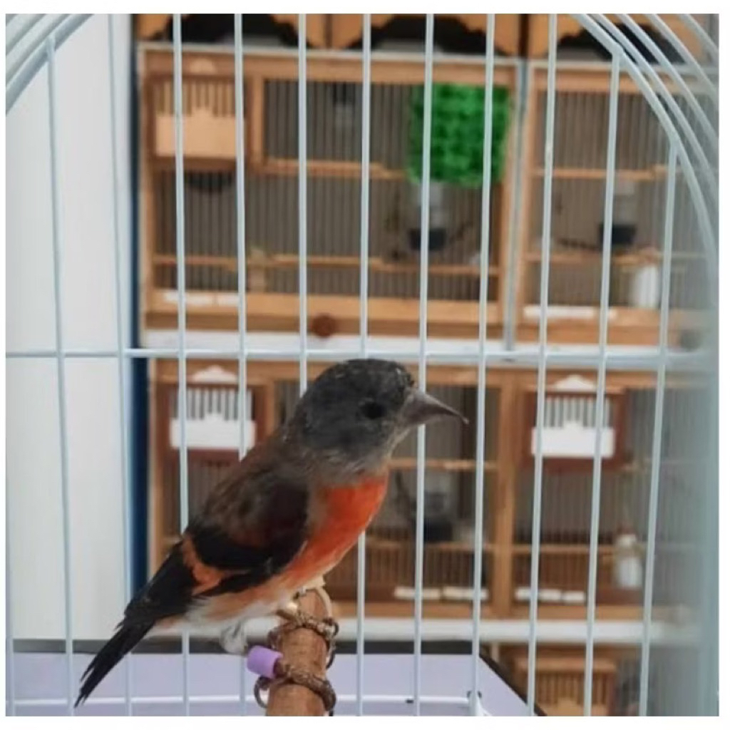 Burung red siskin betina siap ternak