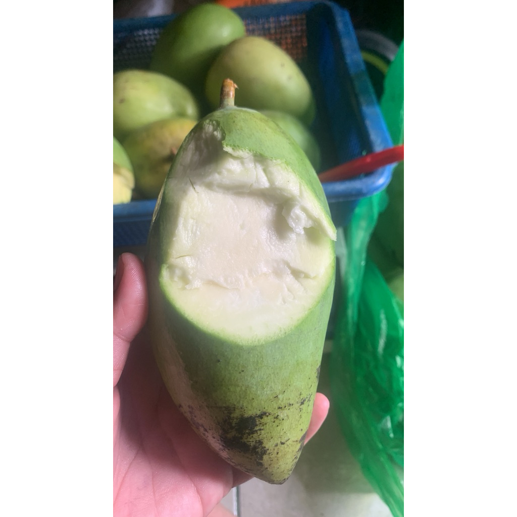 

Mangga Podang