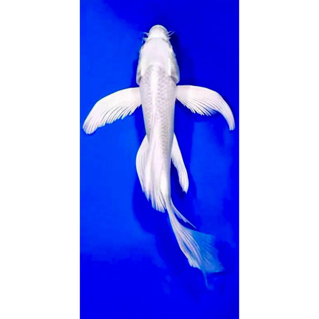 Platinum Slayer/kumpay