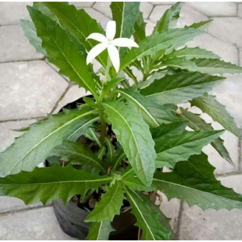 Kitolod Tetes mata,Kitolod Tanaman, bungga kitolod kesehatan mata (lairentina longiflora)