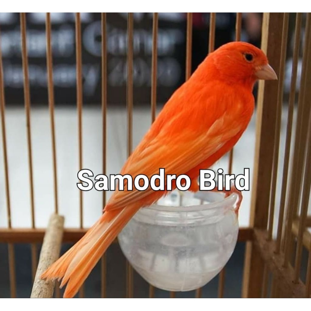 Burung Kenari Merlok Grade A Gacoran