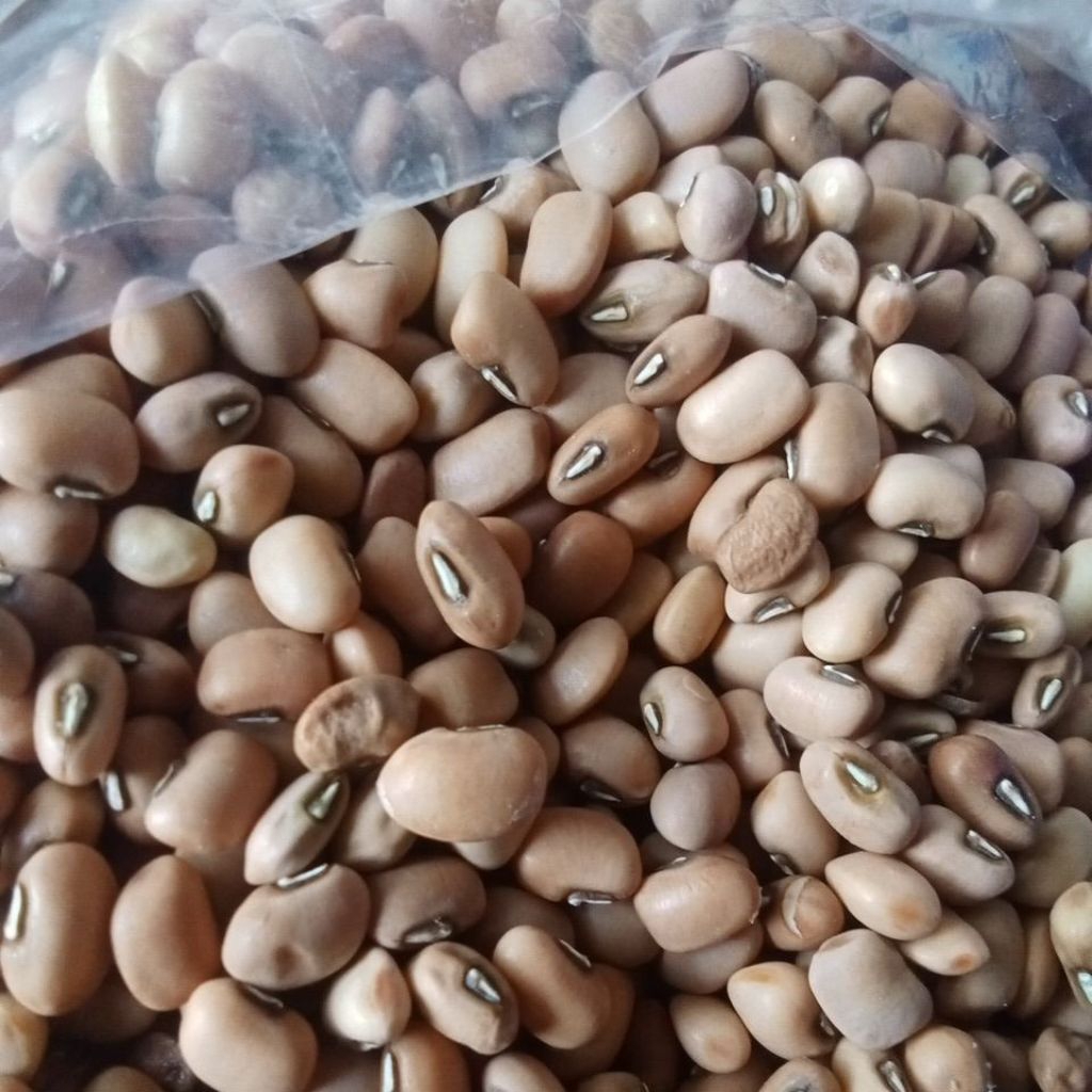 

kacang tolo / kacang Tunggak/ kacang Otok lokal grosir termurah
