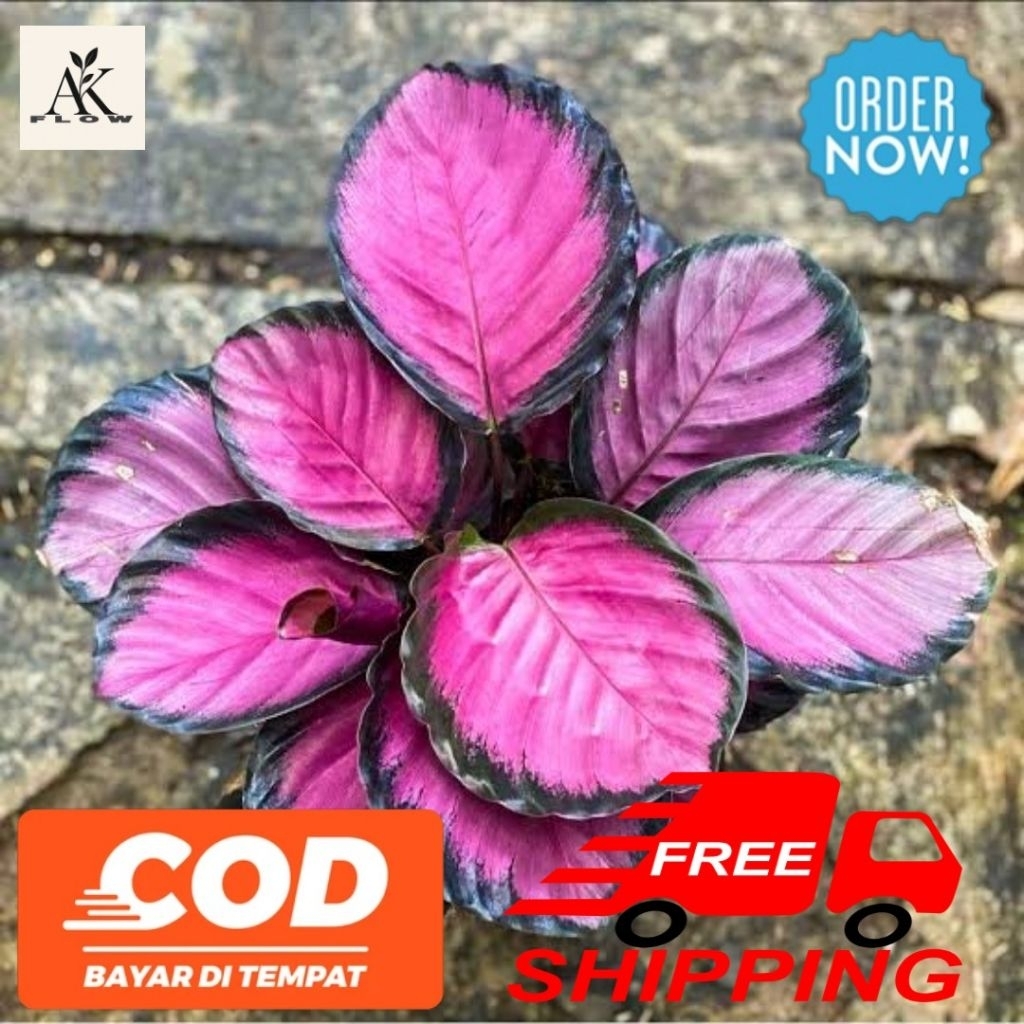Tanaman hias calathea crimson rimbun / calathea pink crimsom