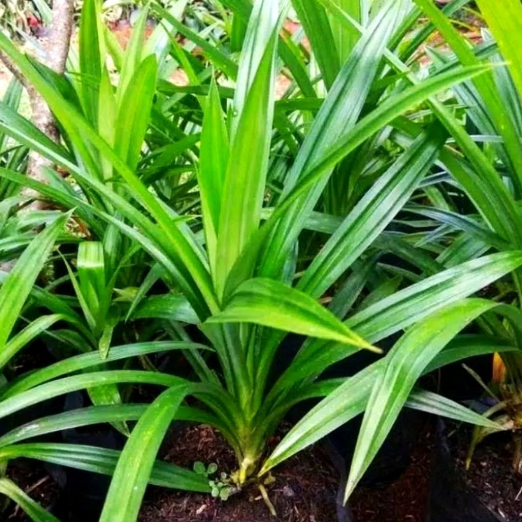 

Daun pandan wangi fresh