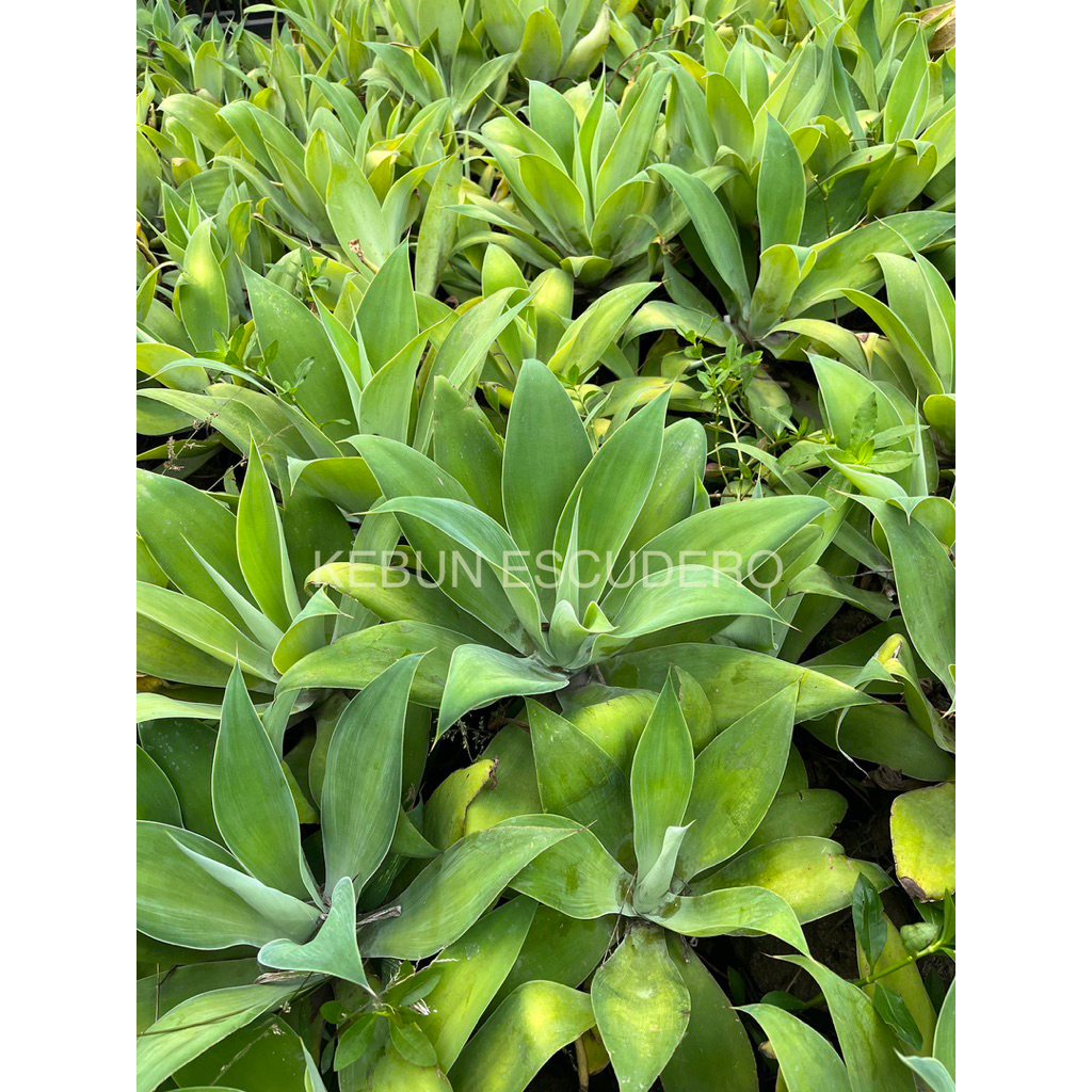 Siklok Besar - Tanaman Hias Agave Siklok Rimbun Besar - Tanaman Hias Siklok Daun Besar