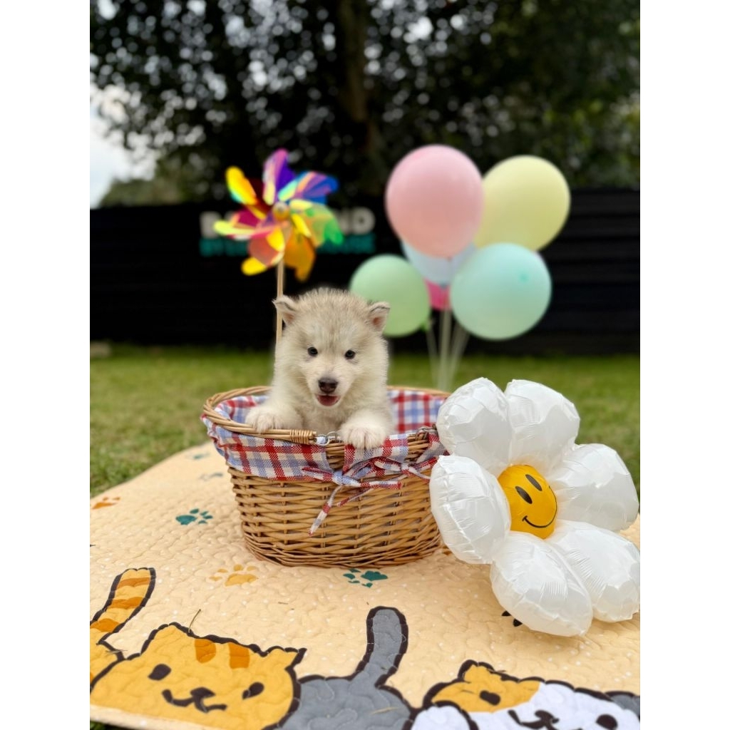 OPEN BOOKING SUPERB QUALITY ALASKAN MALAMUTE PUPPIES