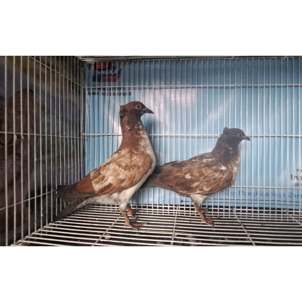 Merpati Hias Blorok Coklat Jawa Piyik Mandiri