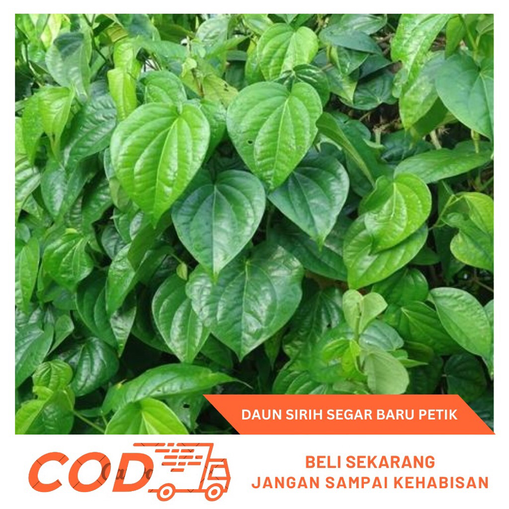 Daun Sirih Segar 1kg-Daun Sirih Fresh Baru Petik
