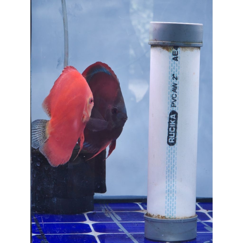 pair discus
