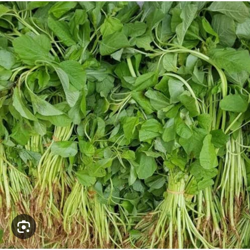 

sayur bayam 1 ball / grosir isi 10 ikat