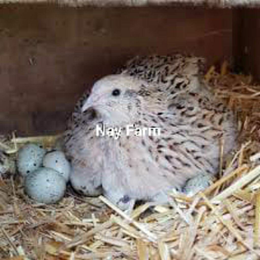 Telur Tetas Puyuh Autumn | Bibit Puyuh Unggul NayFarm
