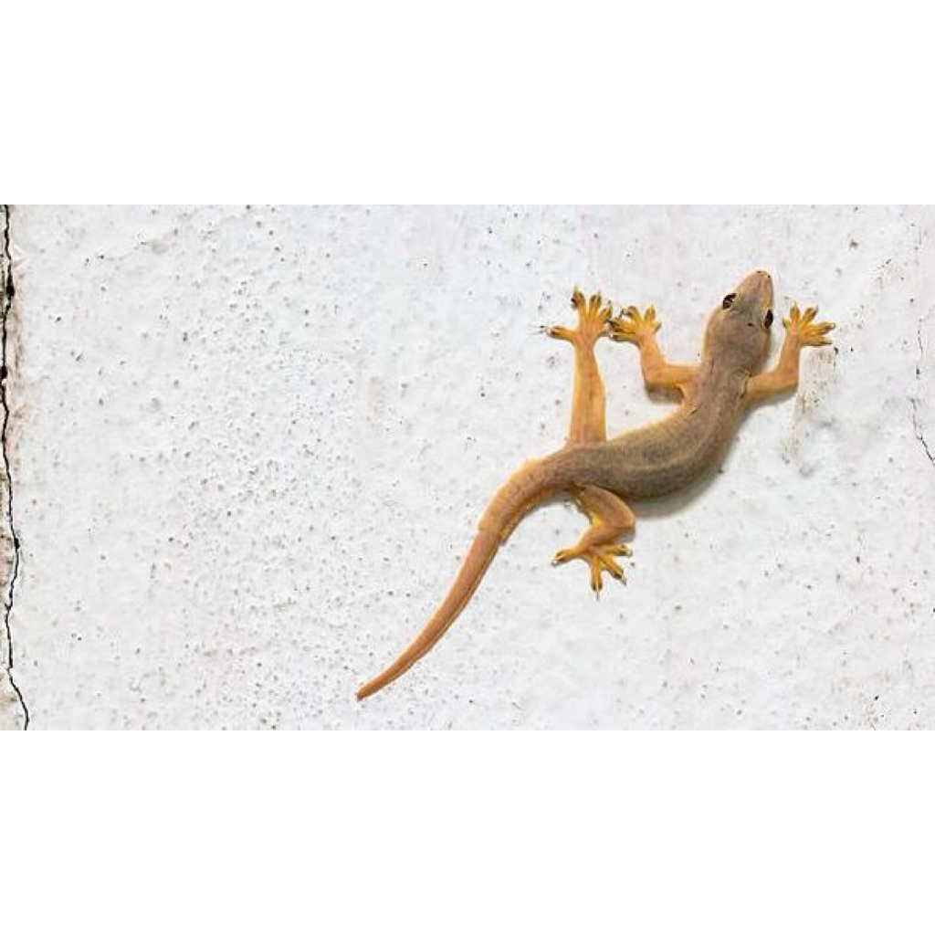 [serba 10 ribu] cicak hidup pakan reftilil isi 7ekor