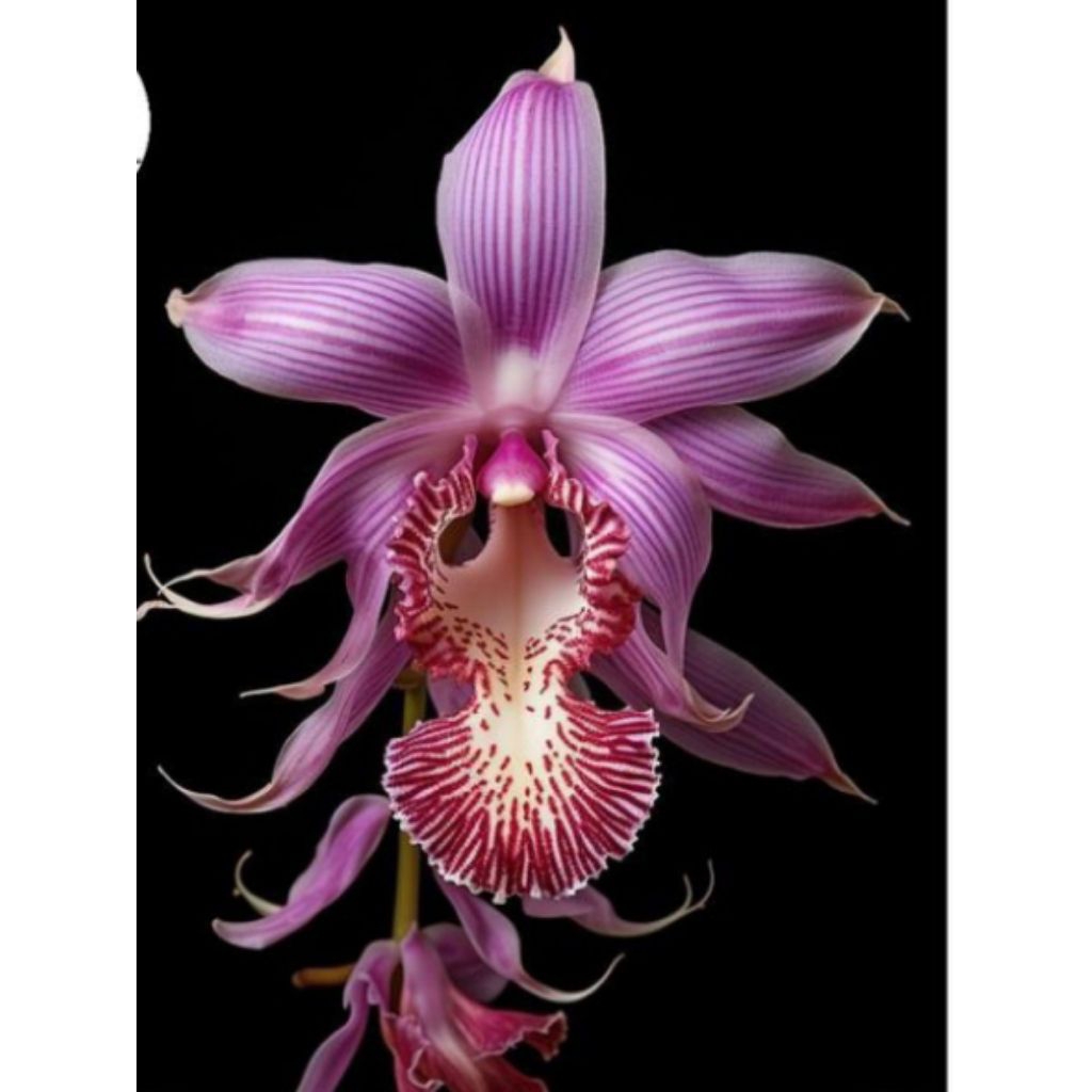 anggrek dendrobium import purple love dewasa