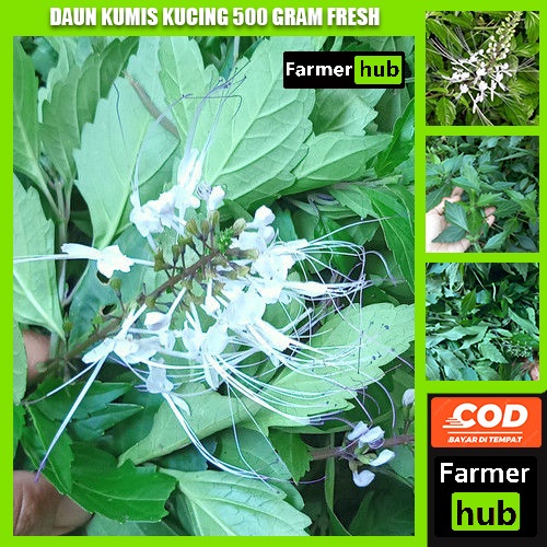 

Promo Daun Kumis Kucing Segar 500 gram obat herbal alami farmer hub