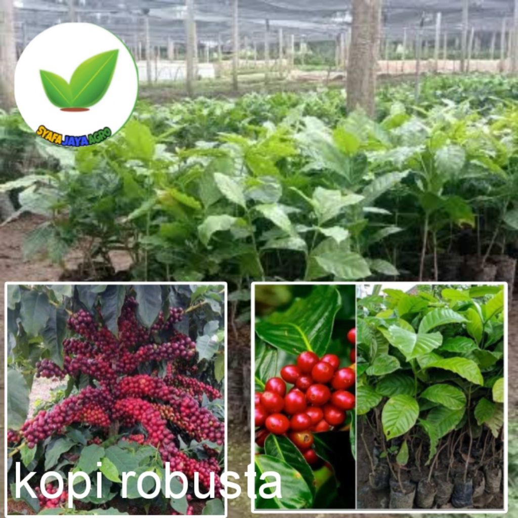 Bibit kopi robusta asli hasil okulasi sambung pucuk genjah cepat berbuah