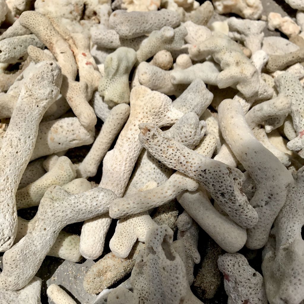 Karang jahe media filter aquarium batu karang jahe ginger coral ph aquarium