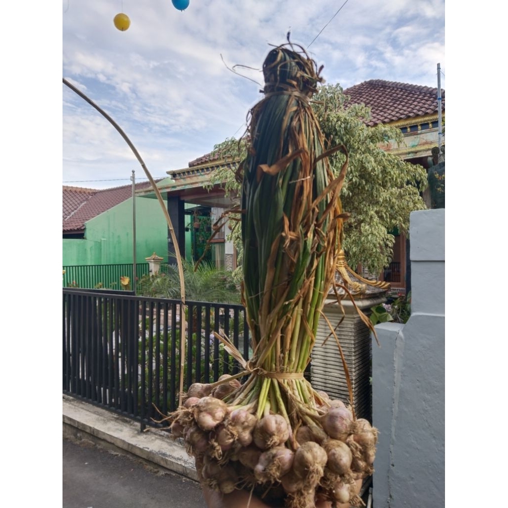 

bawang putih jawa lebih berkhasiat