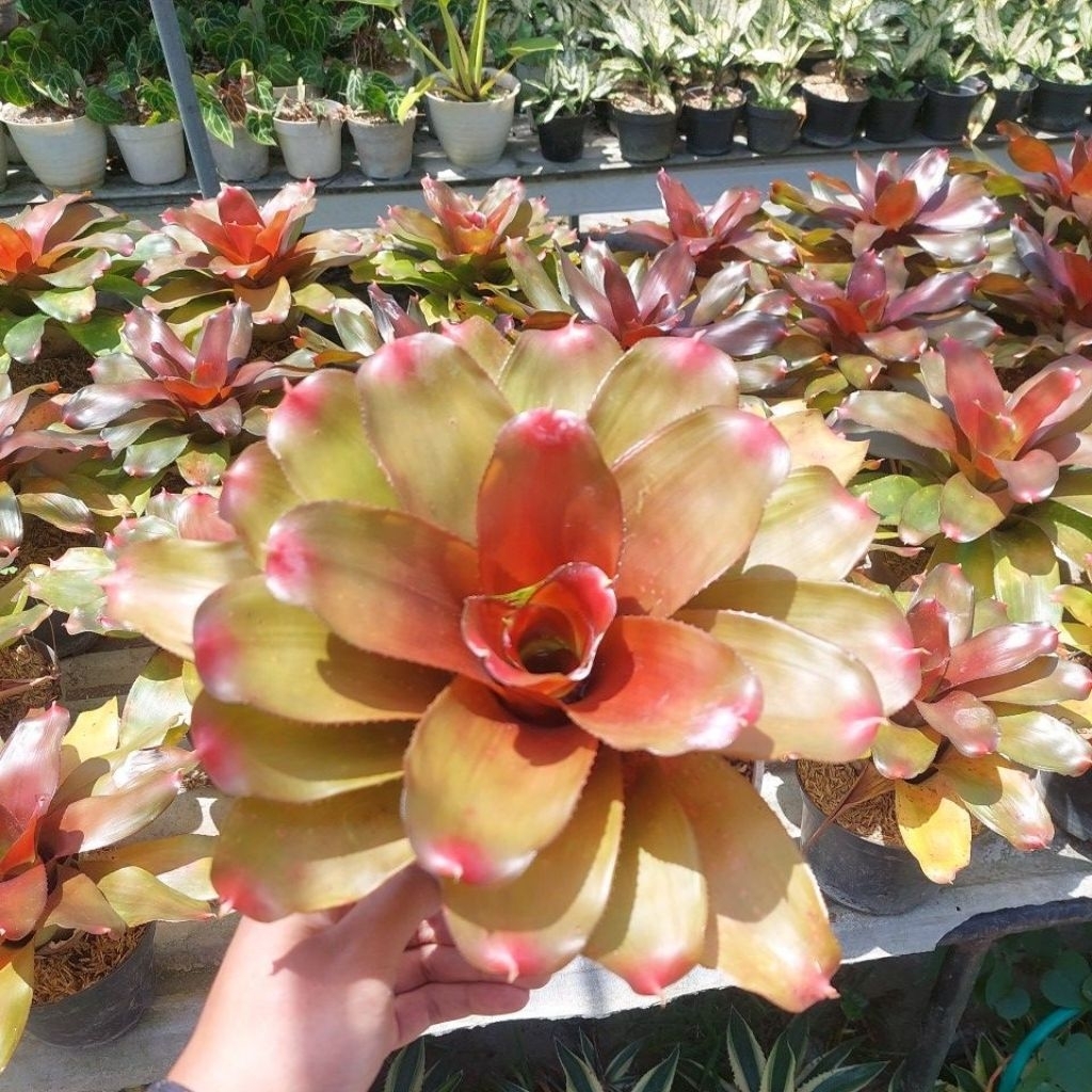 Bromelia Oranye - Bromelia Neoregelia - Bromelia Hias - Bromelia Koleksi - Bromelia Taman - Bromelia