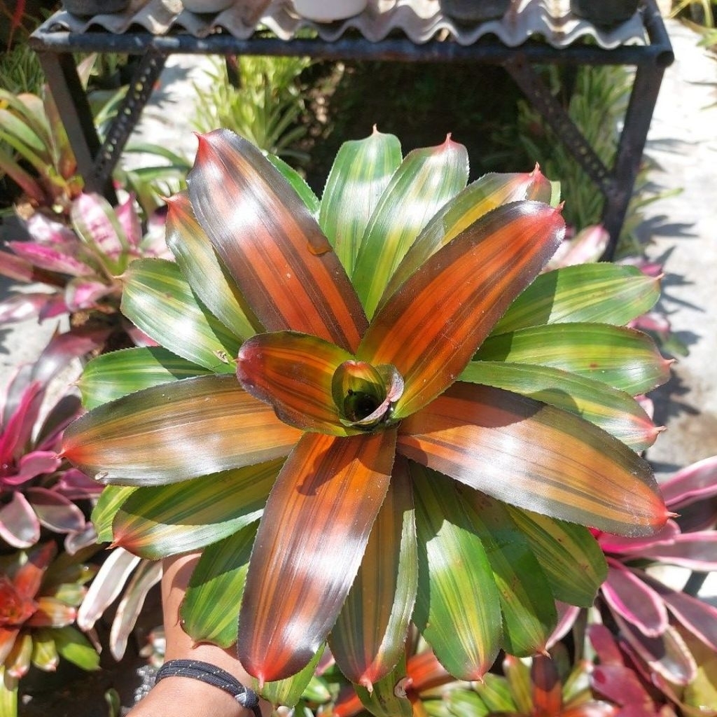 Bromelia Diamond - Bromelia Tricolor - Bromelia Hias - Bromelia Threecolor - Bromelia Koleksi