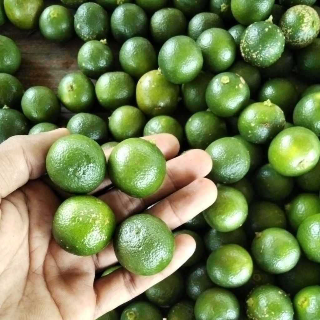 

500gr jeruk songkit/jeruk kasturi/jeruk kunci