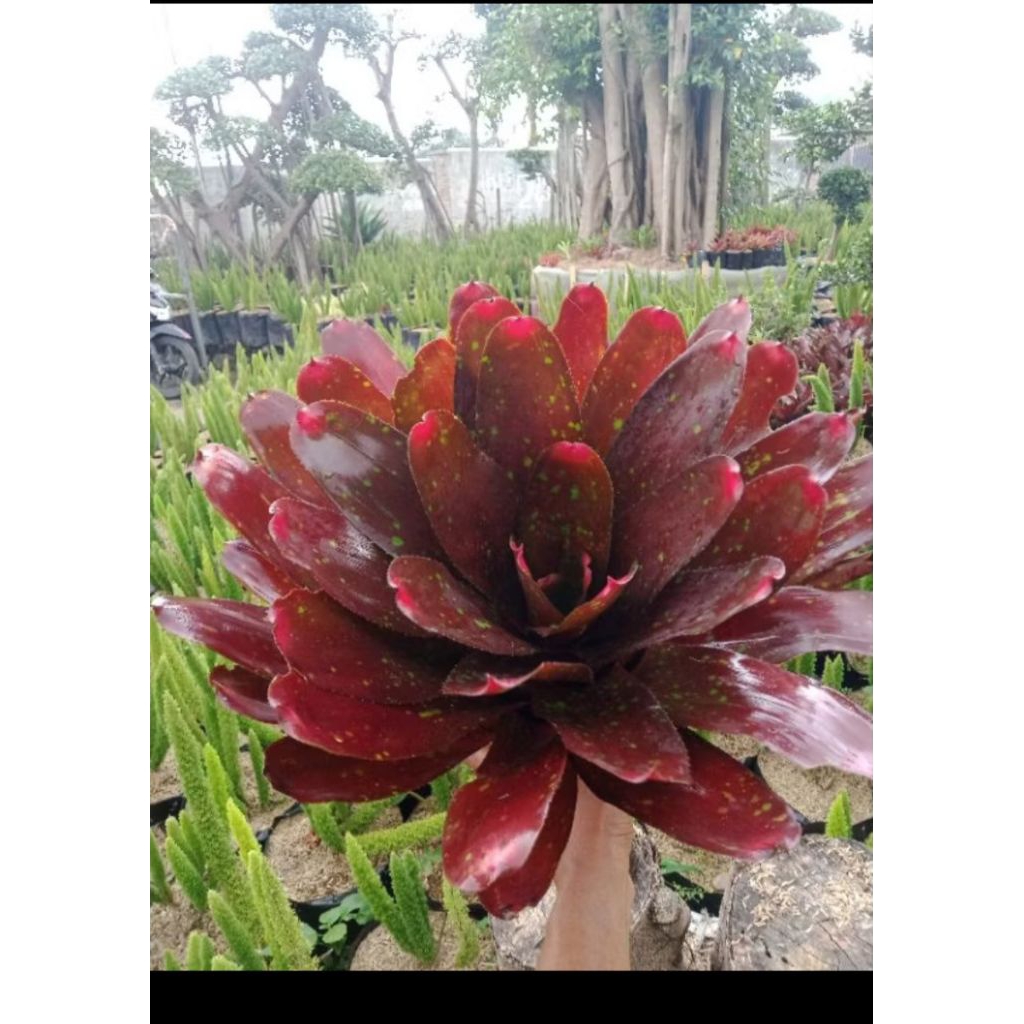 [ SIZE DEWASA TERMURAH + COD ] TANAMAN HIAS BROMELIA MAWAR MERAH / OESER BLACK FOREST