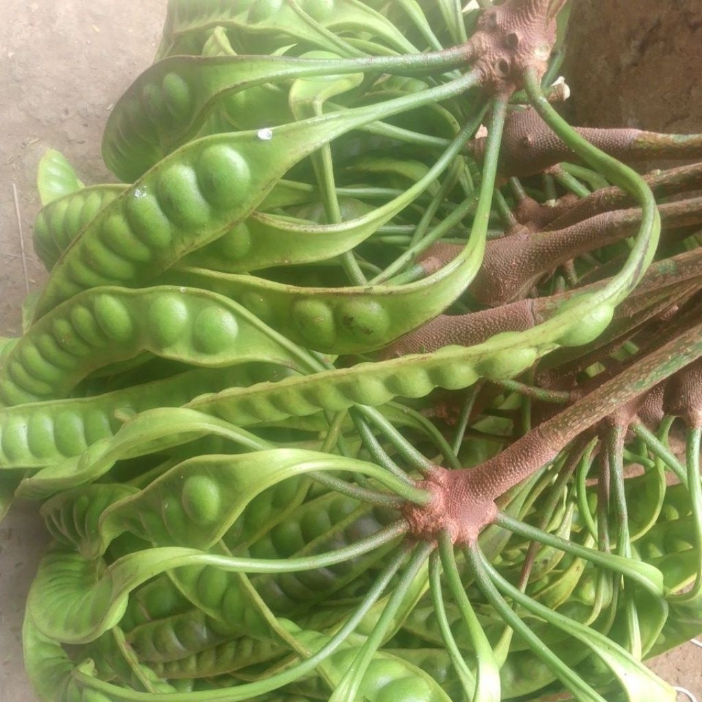 

pete padi super pilihan peres per 15 biji