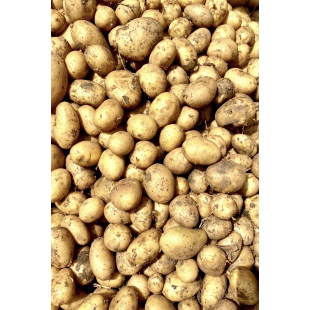 

Kentang DN fresh/Asli garut