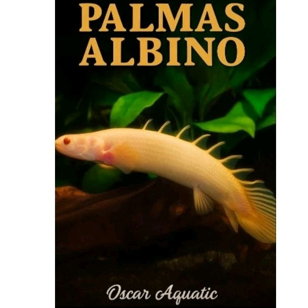 009- [BISA COD] DEKORASI Palmas albino size 12 cm