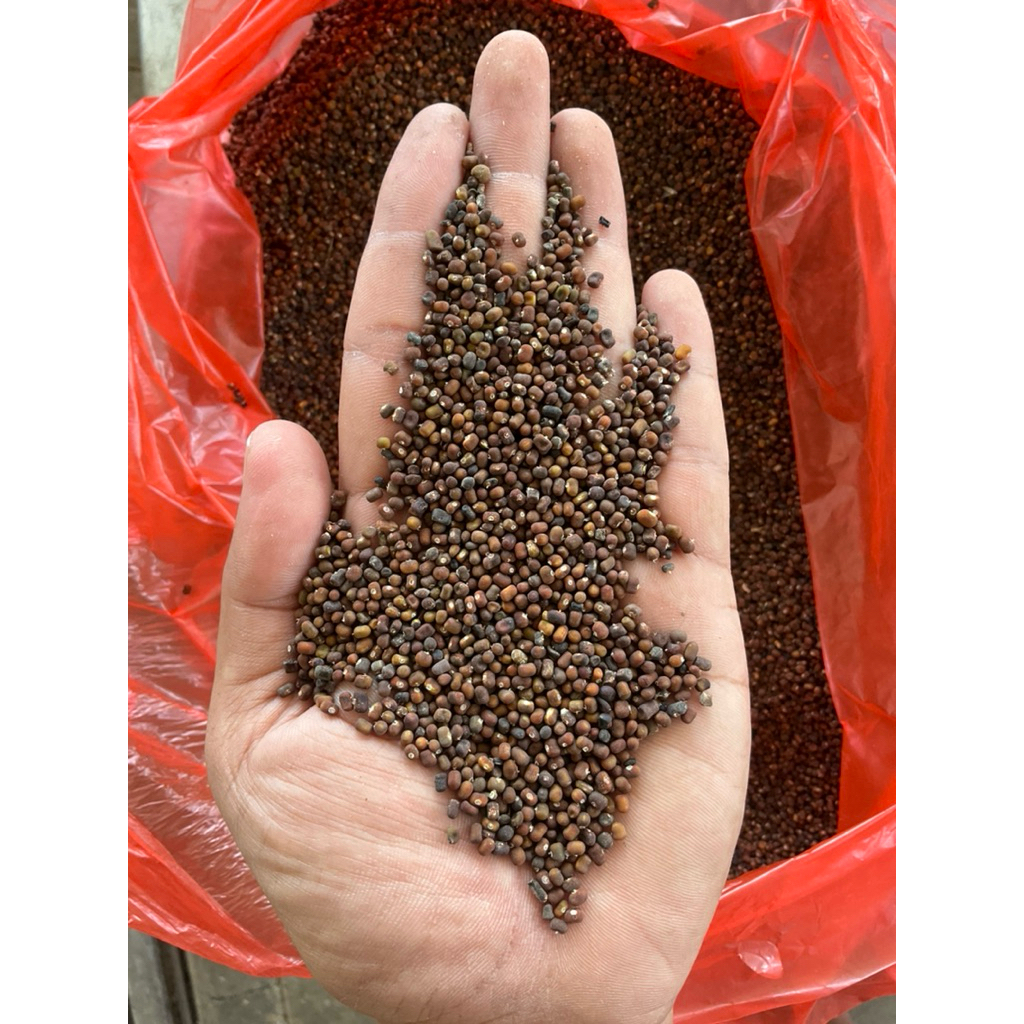 BENIH KACANG PJ 1 KG