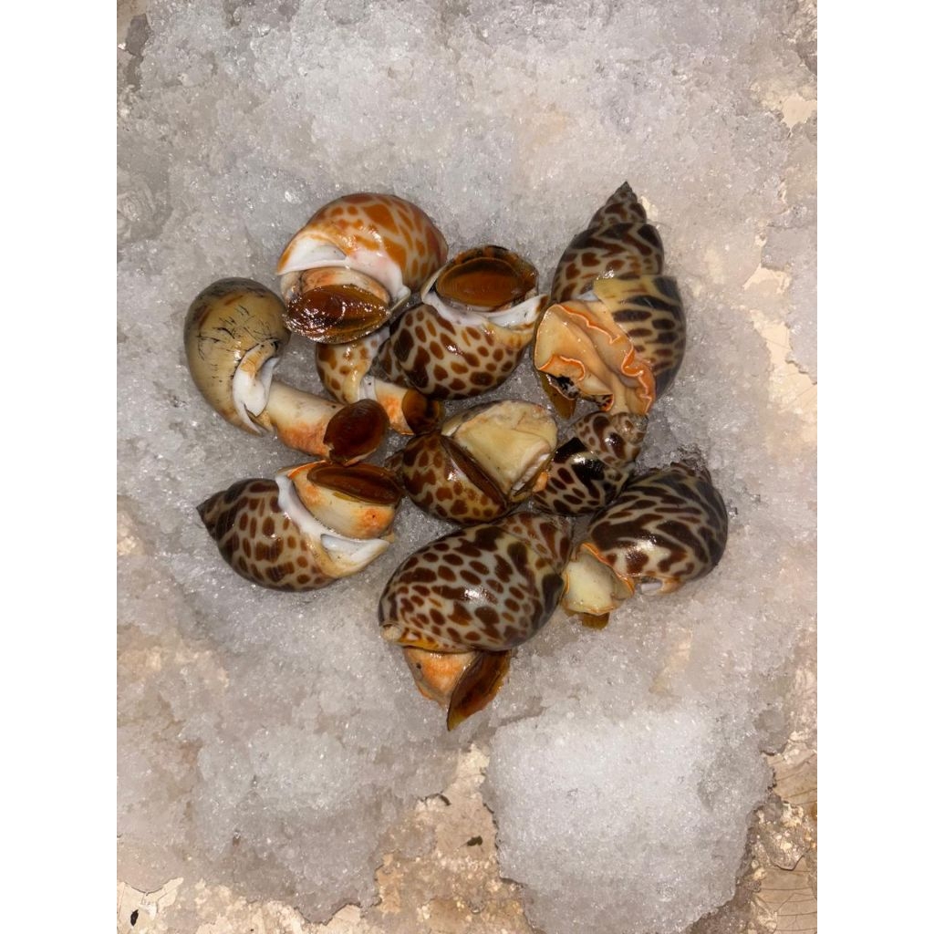 Kerang Macan Segar - 500 gr