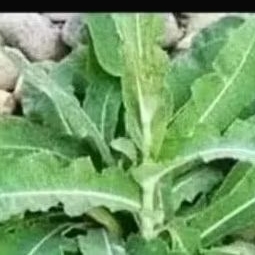 

Daun tempuyung segar pres 250 grm