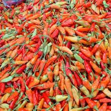 

Cengek Cabe Ori Segarr