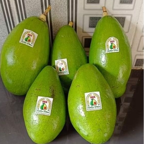 Bibit Alpukat Siger Sibatu Bibit Alpukat Genjah Mentega Premium