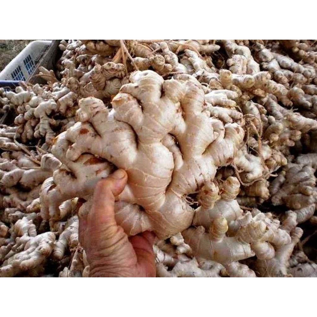 

jahe gajah segar 1kg bumbu masak