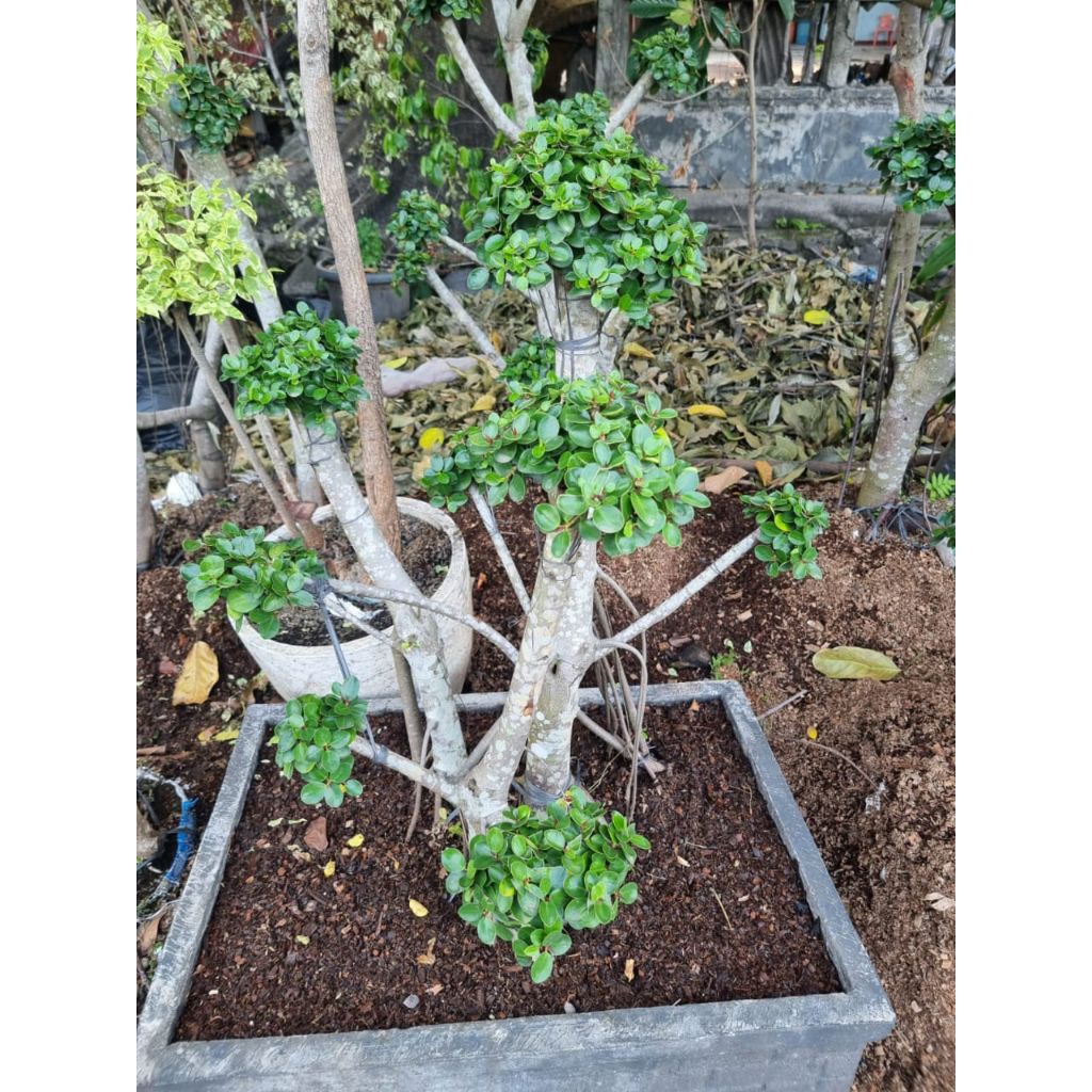 pohon bonsai mikro tinggi 1meter