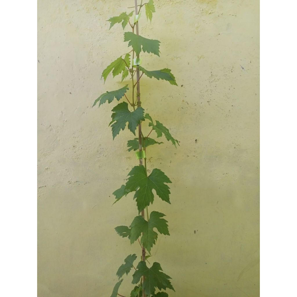 Bibit anggur import Ninel ownroot / stek