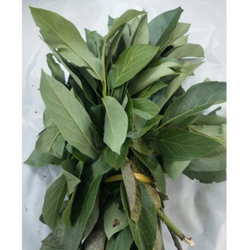 

COD Daun Alpukat Segar 500 gram/ Daun Alpukat Segar 1 kg Alami Langsung Dipetik Dari Kebun