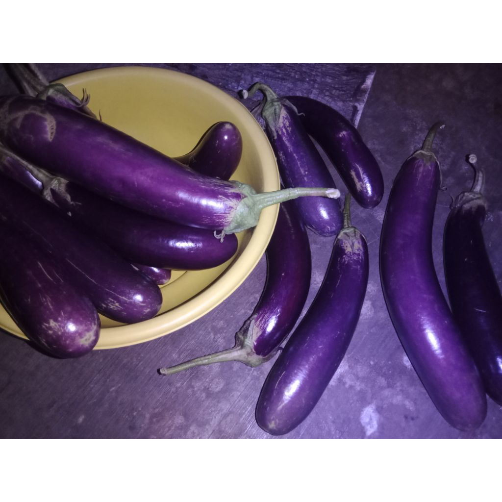 

sayur terong ungu organik//terong ungu panjang//..berat 1kg