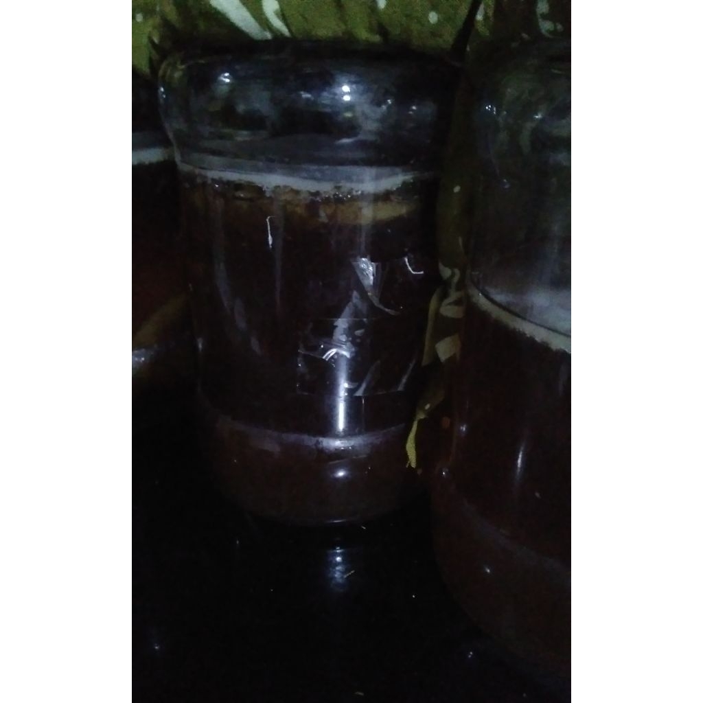 

kombucha minuman prebiotik teh fermentasi original