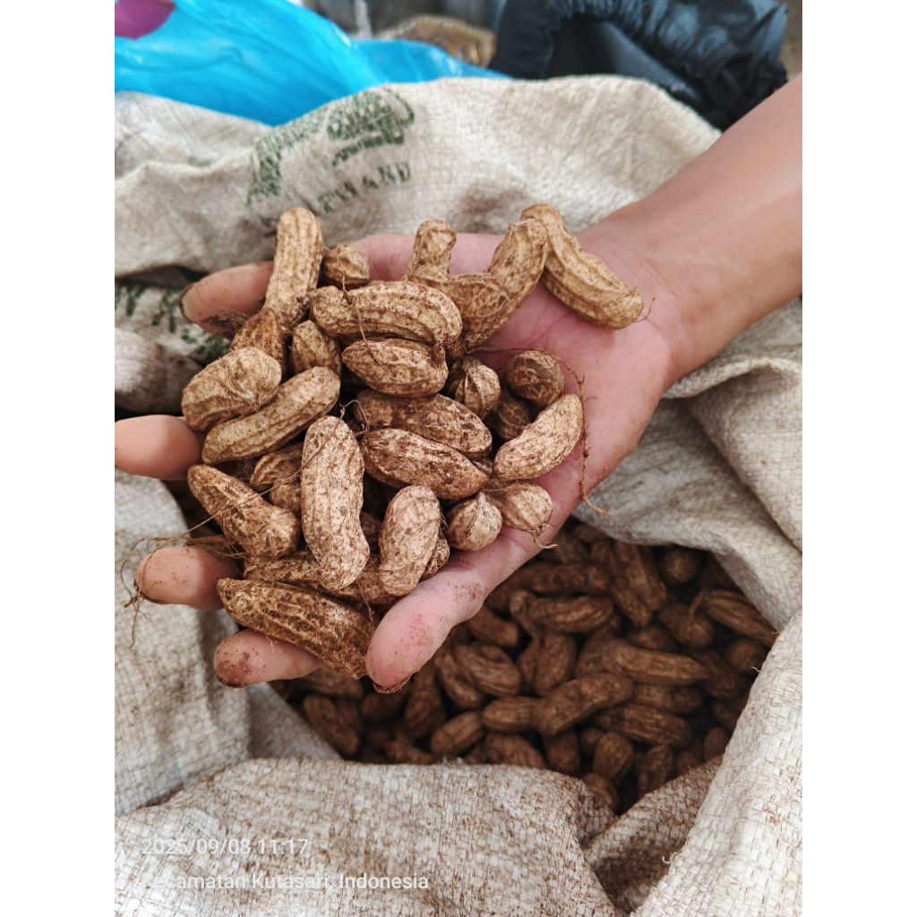 

Kacang Madu/Kacang Lurik/Kacang Tanah/Kacang Mentah Segar 1kg