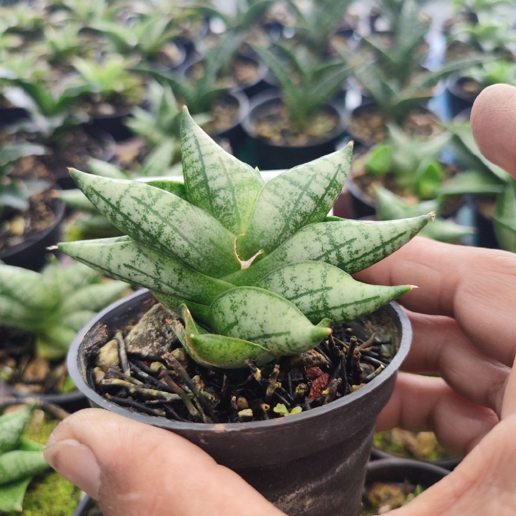 Lidah mertua boncel new clone bnc  / tanaman sansevieria / tanaman gurun / sekulen /kaktus