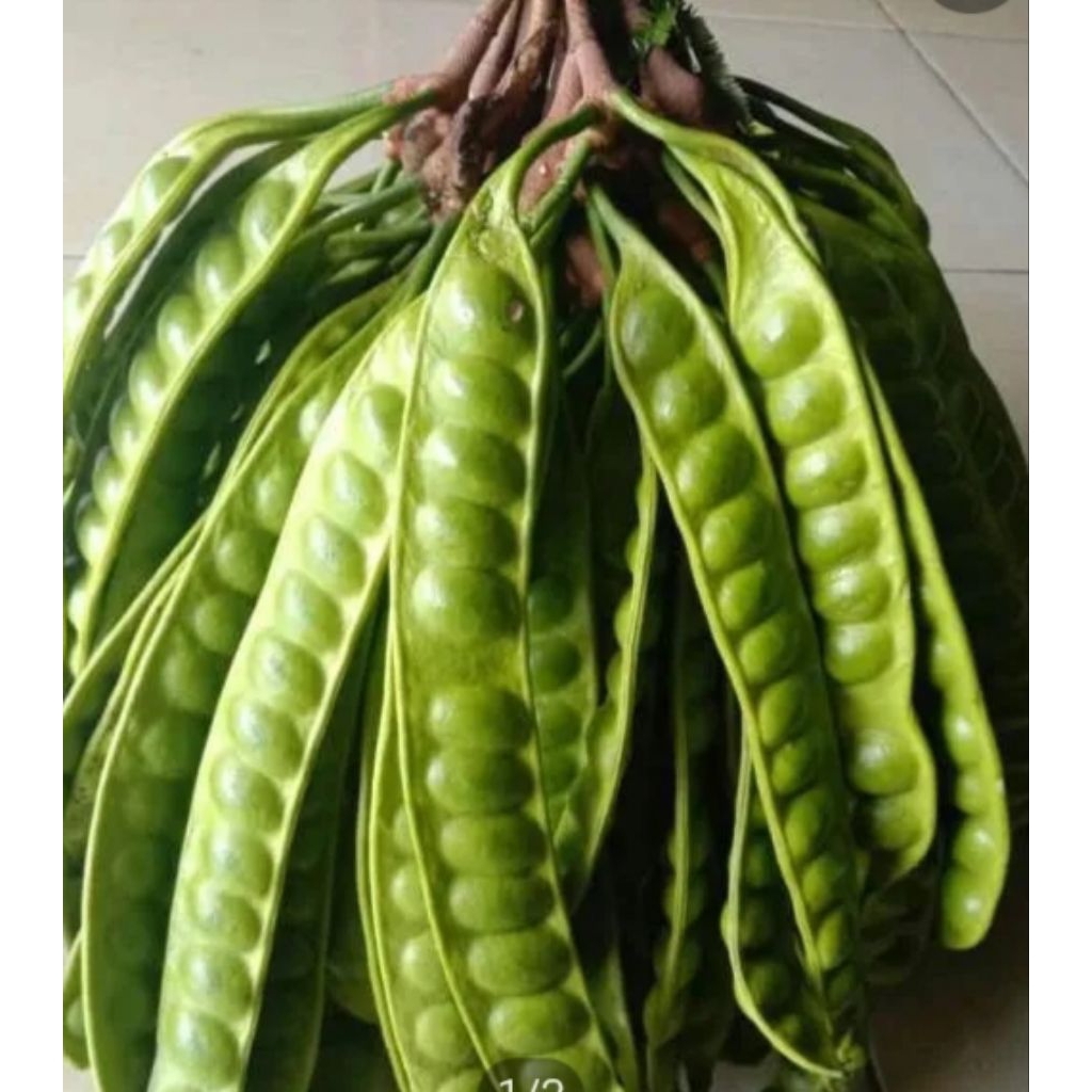 

pete padi tua isi 5 lonjor