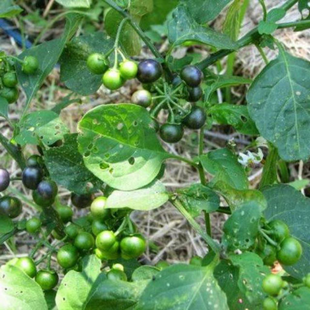 

benih leunca isi 100 butir