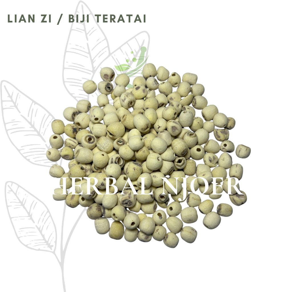 

Biji Teratai Lotus Seed Lian Zi Lianzi Fresh Original 100gr