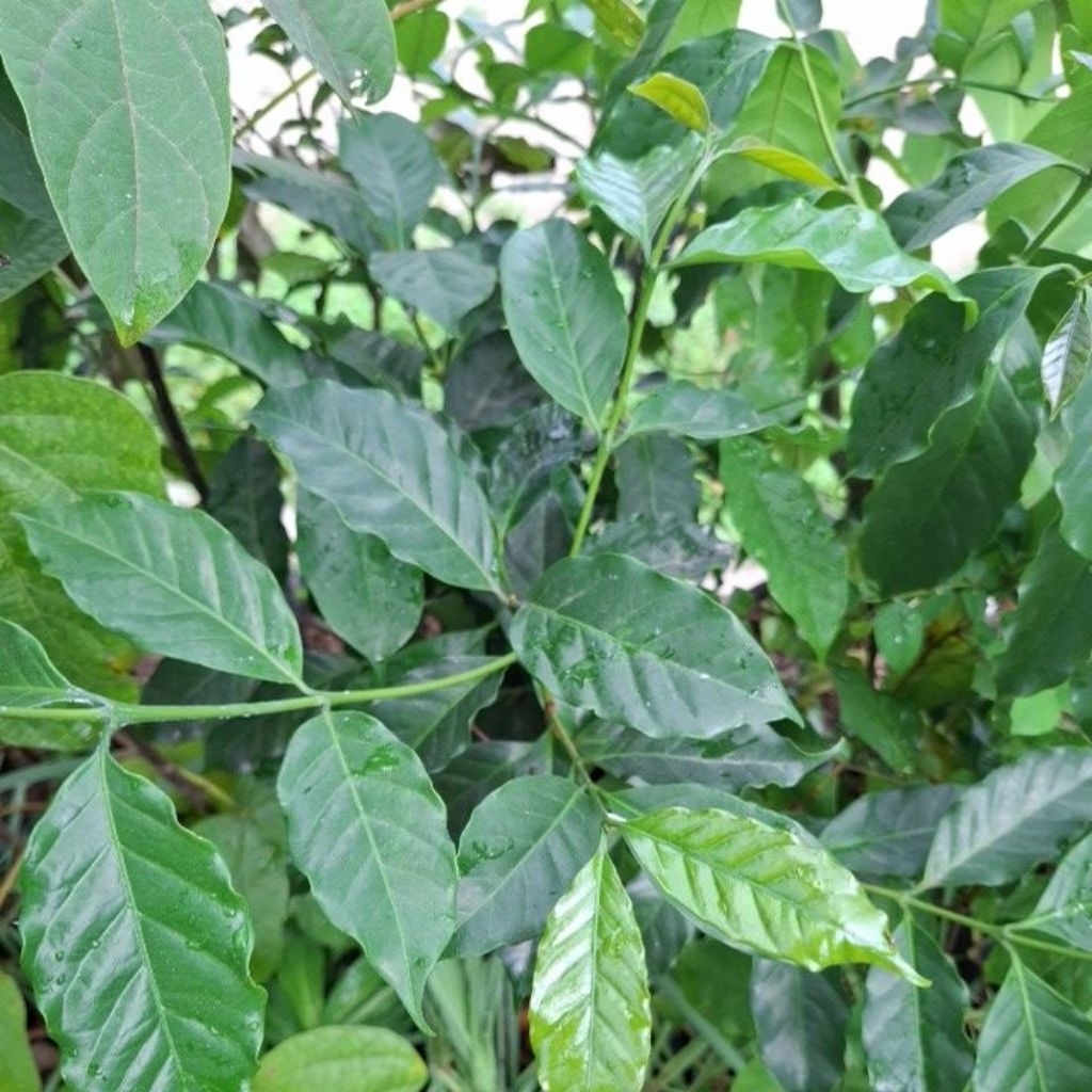 bibit tanaman kopi arabica
