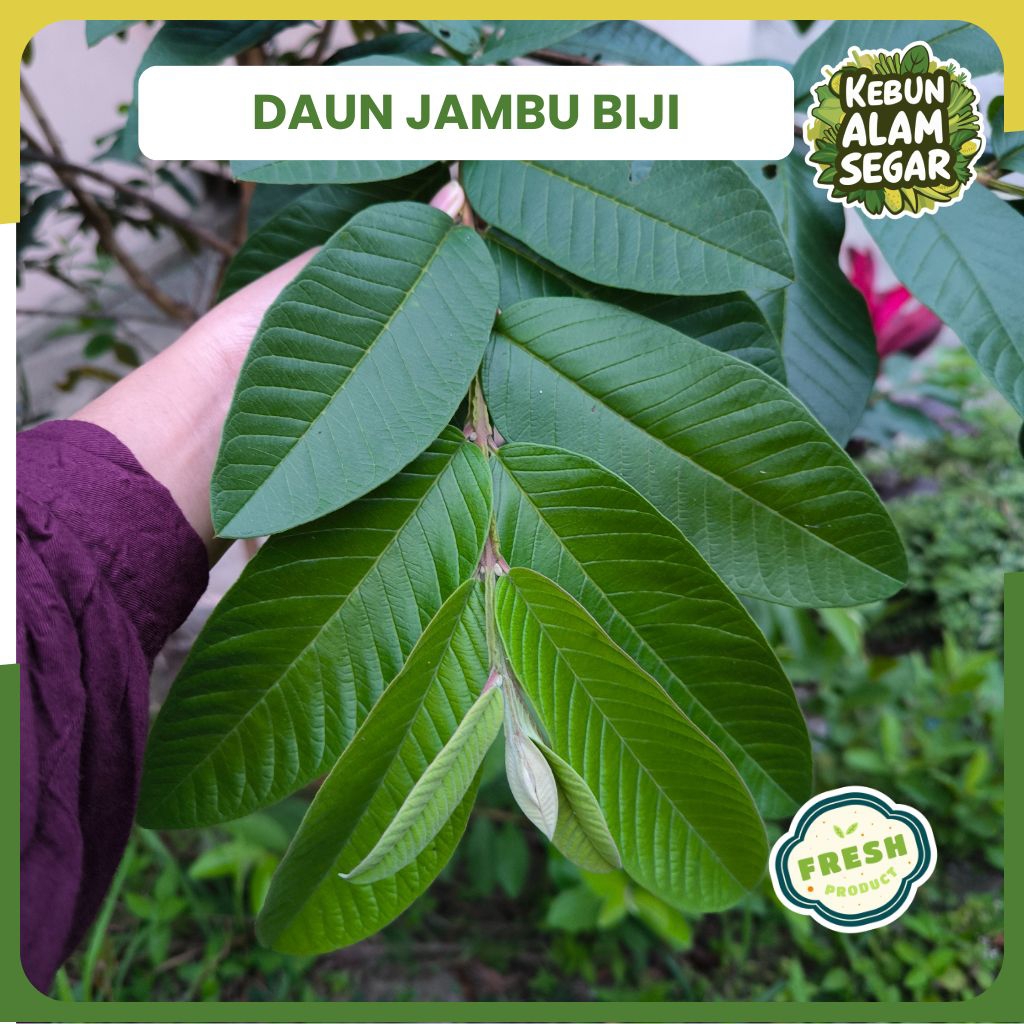 

DAUN JAMBU BIJI SEGAR 100 Lembar Langsung Petik
