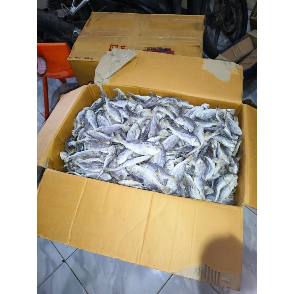 

Ikan Asin Kepala Batu 1 Kg – Ikan Kepala Batu Asin Kering – Ikan Asin Laut Asli”