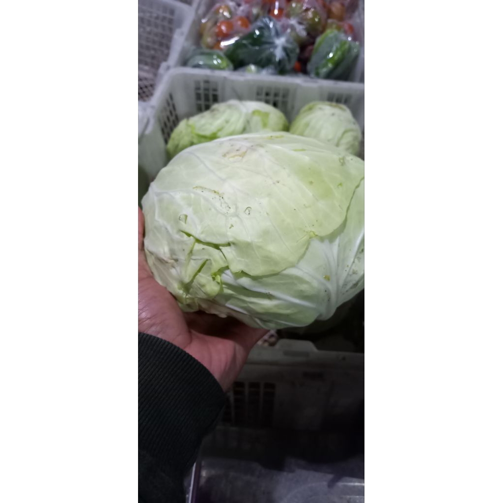 

sayur kol freesh langsung dari petani