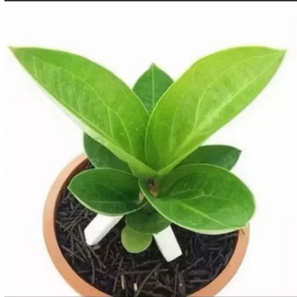 ( BISA COD ) Tanaman Hias Anthurium Jemani Cobra / Tanaman Hidup Anthurium Jemani Cobra / Pohon Anth
